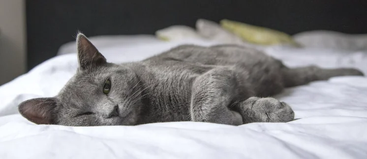Ginette, ecco il gatto più bello del mondo